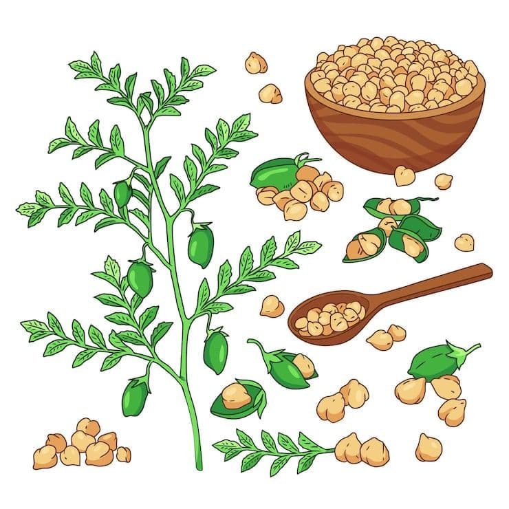 Chickpeas