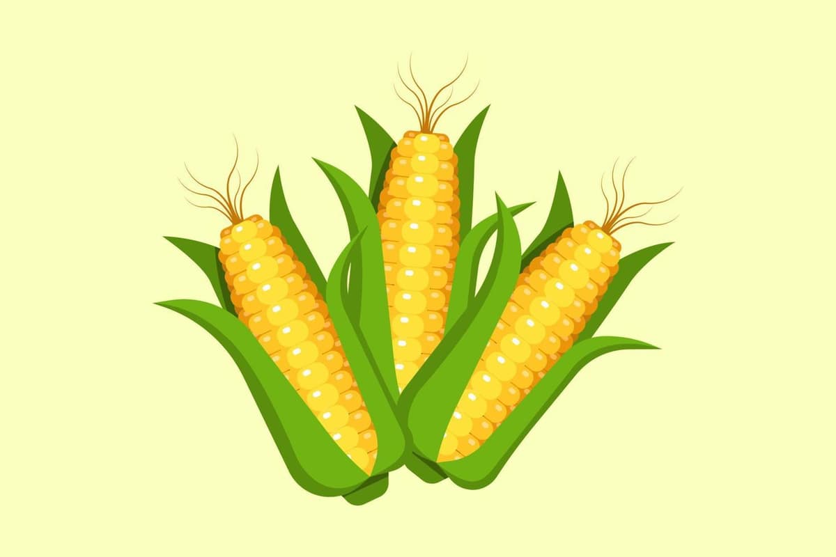 Maize
