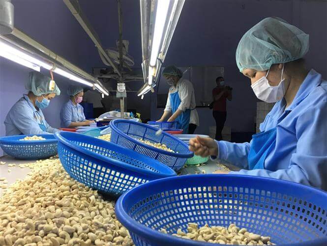 cashew_nuts