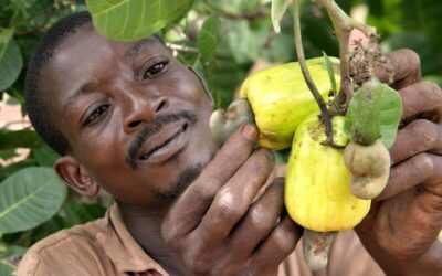 Importing Raw Cashews from Guinea to Vietnam