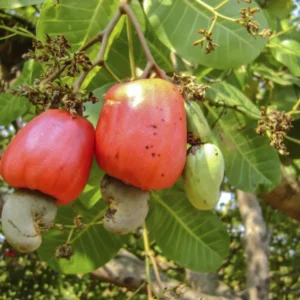Ivory Coast Raw Cashew Nuts