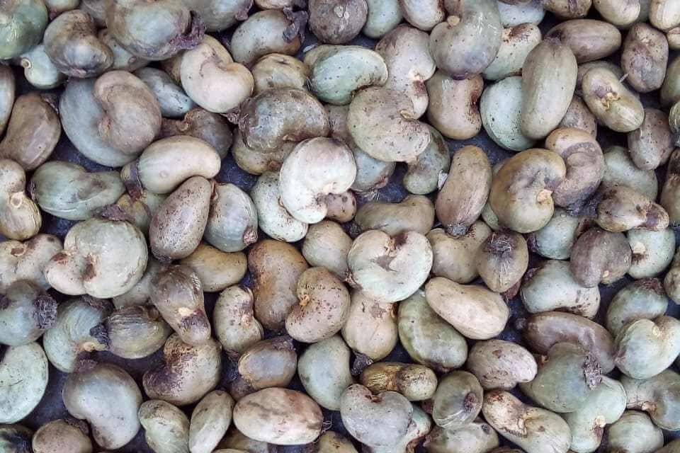 Kankan-raw-cashews