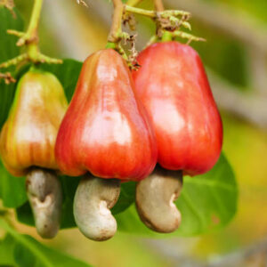 Nigeria Raw Cashew Nuts