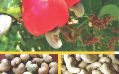 Why Vietnam imports Raw Cashews from Ivory Coast